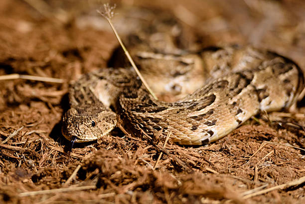 Puff adder Puff adder coiled in leaves facing the camera with tongue visible. puff adder bitis arietans stock pictures, royalty-free photos & images