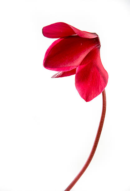 red flower of cyclamen red flowers cyclamen on a white background. cyclamen stock pictures, royalty-free photos & images