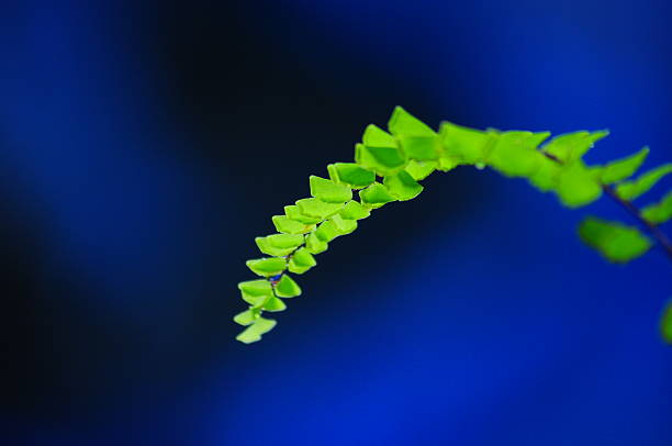 single-leaf vor blauem hintergrund - chlorophyll leaf single object green stock-fotos und bilder