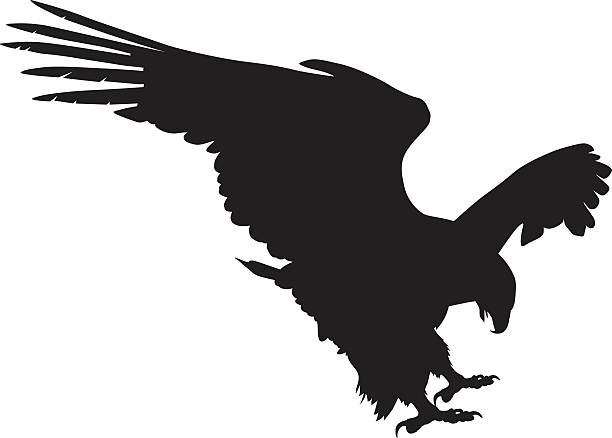 Vector eagle hunting Hunting eagle detailed vector silhouette wilderness area stock illustrations