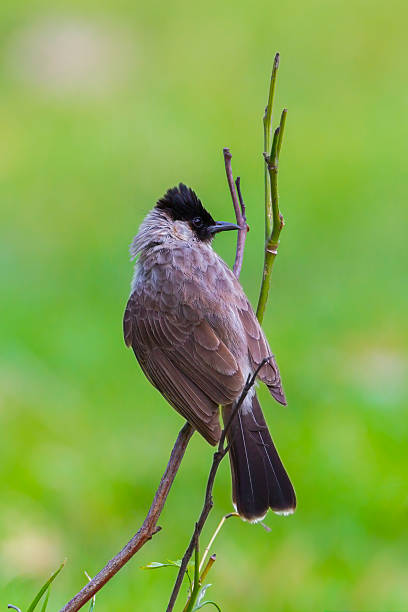 istock Portrait of Sooty-headed bulbul(Pycnonotus aurigaster) 481064154
