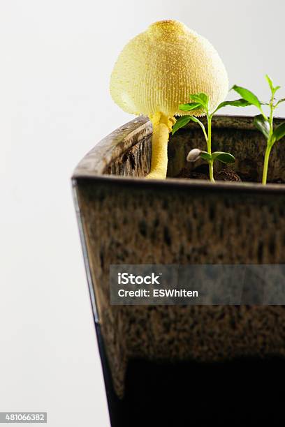Yellow Mushroom Stock Photo - Download Image Now - Houseplant, Mushroom, 2015