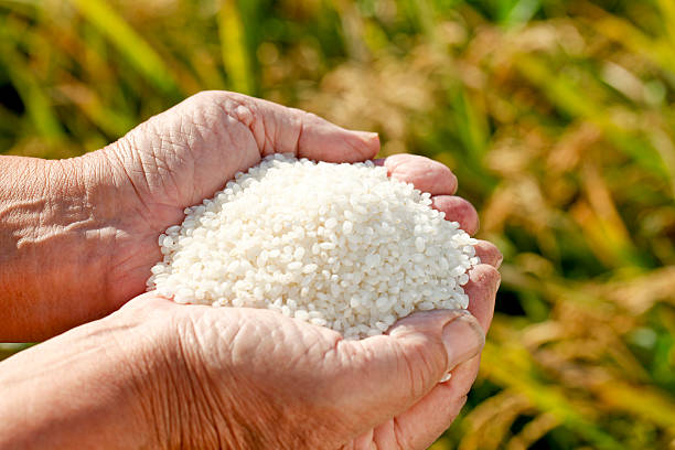 white reis - rice paddy rice food short grain rice stock-fotos und bilder