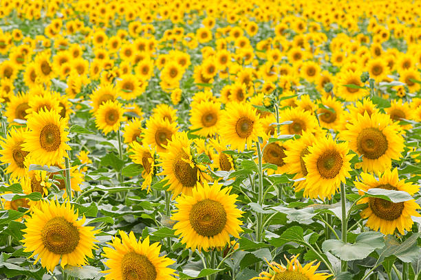 istock Image of blooming sunflowers field background. 481066534