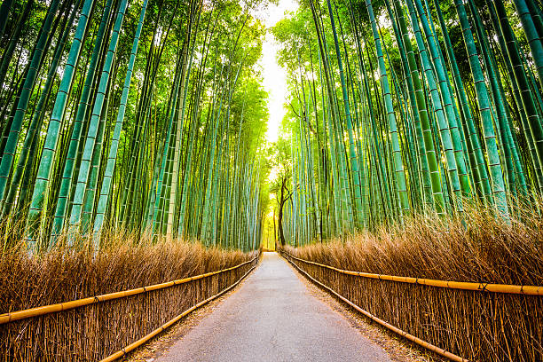 foresta di bambù di kyoto - città di kyoto foto e immagini stock