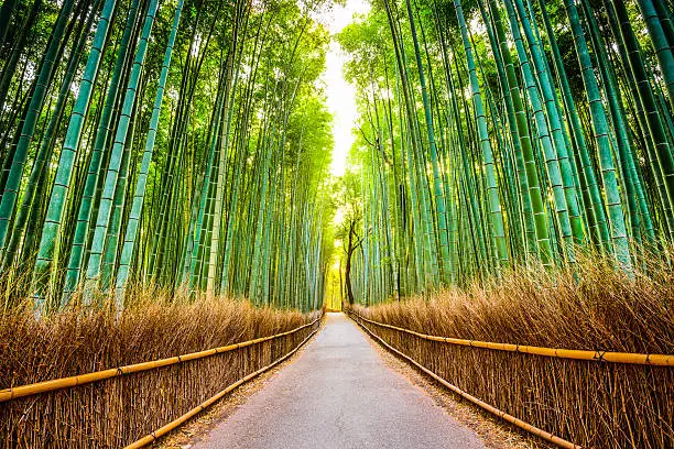 Kyoto, Japan at the bamboo forest.