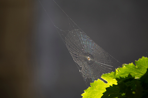 Threads of a spiderweb glimmering in the sunlight. Canon 6D, 1/500 sec;   f/5.6;   ISO 200, shutter priority