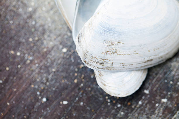 Sea shells frame on vintage shabby wood