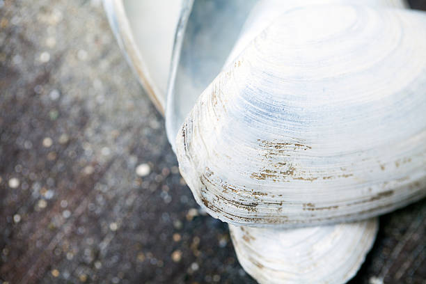istock Sea shells frame on vintage shabby wood 481067134