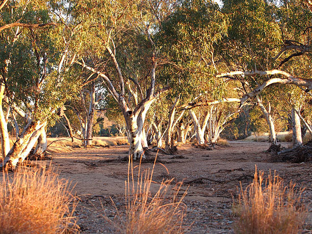 gum alberi nel letto del fiume secco di roe creek - alice springs billabong eucalyptus tree australia foto e immagini stock