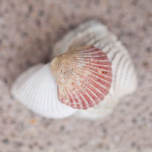 istock Sea shells frame on vintage shabby wood 481067740