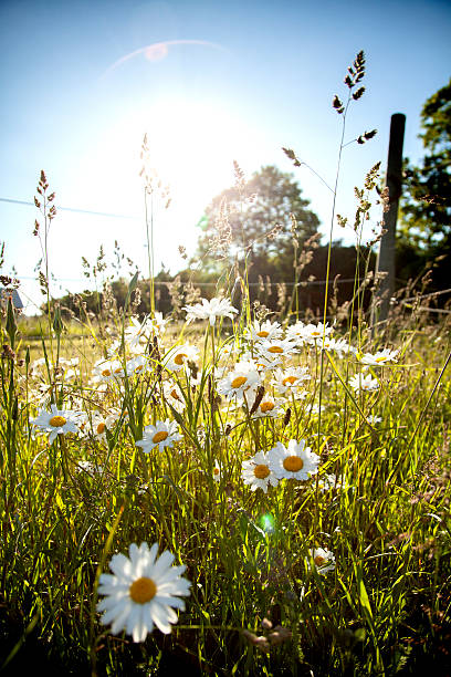 Summertime Summertime  swedish summer stock pictures, royalty-free photos & images