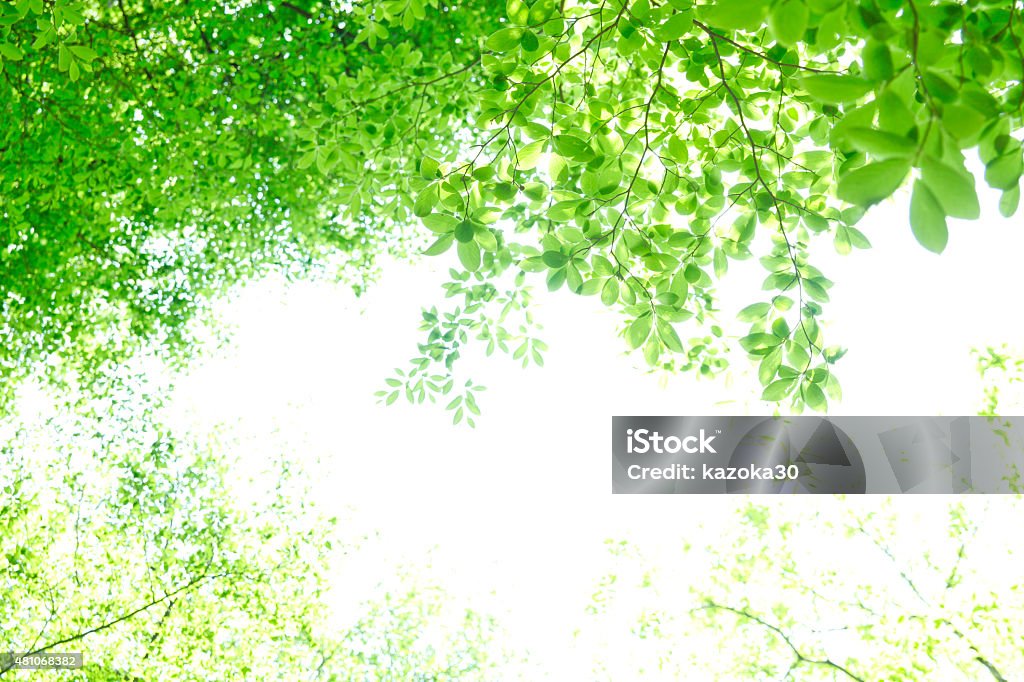 vegetables Early summer forest, green leaves for background 2015 Stock Photo