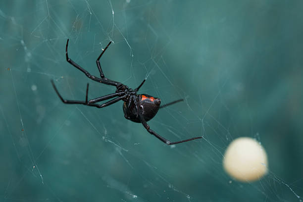 Black Widow A female black widow spider guards her egg sac in a dark corner of an Arizona garden. black widow spider photos stock pictures, royalty-free photos & images
