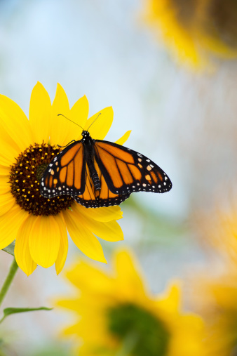 A monarch butterfly visits wild sunflowers in Arizona.