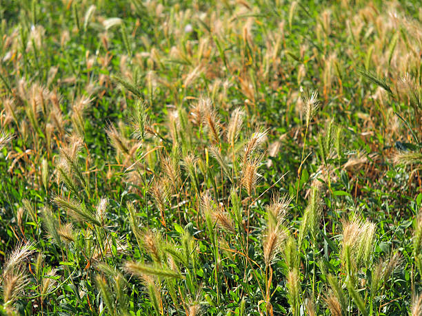 istock Wild dry plants in the meadow grass closeup 481068626