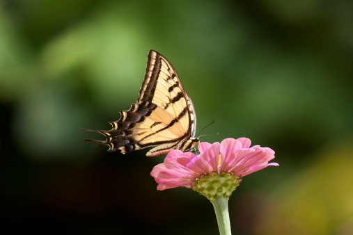A Two-tailed Swallowtail Butterfly (Papilio multicaudata) lands on a zinnia bloom in a garden in Utah, USA.