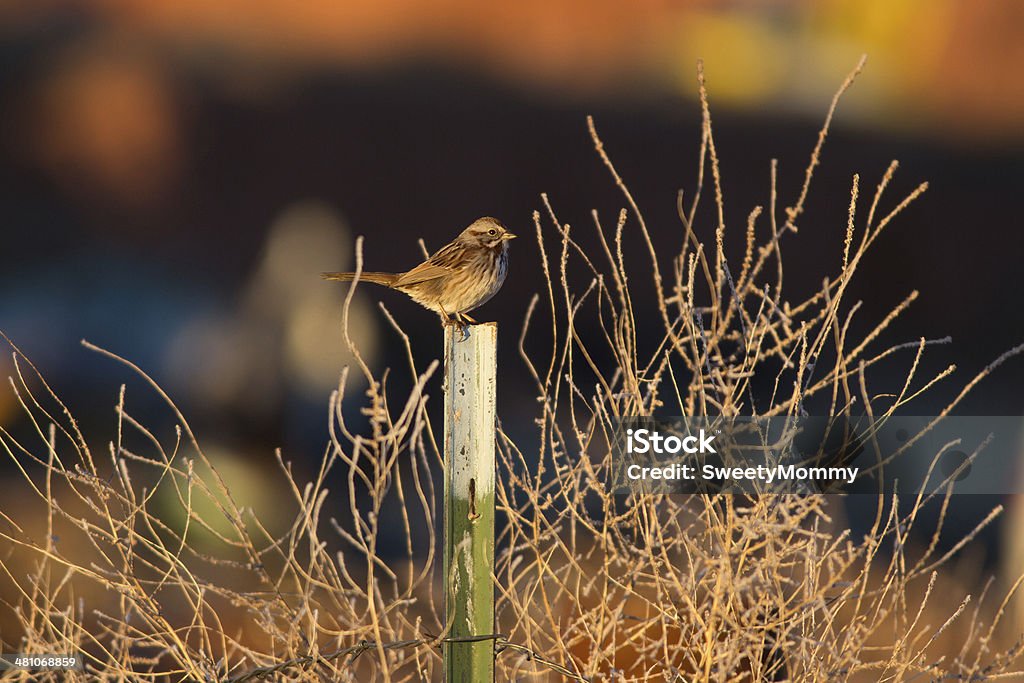 Lincoln querula - Foto de stock de Aire libre libre de derechos