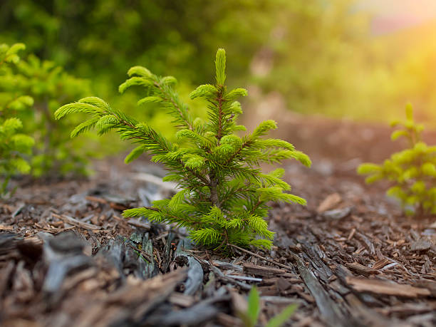 das norwegen spruce. - sapling stock-fotos und bilder