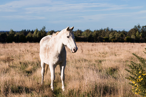 Old white horse on pasture, New Zealand