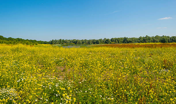 istock Wild flowers in a field in summer 481069824