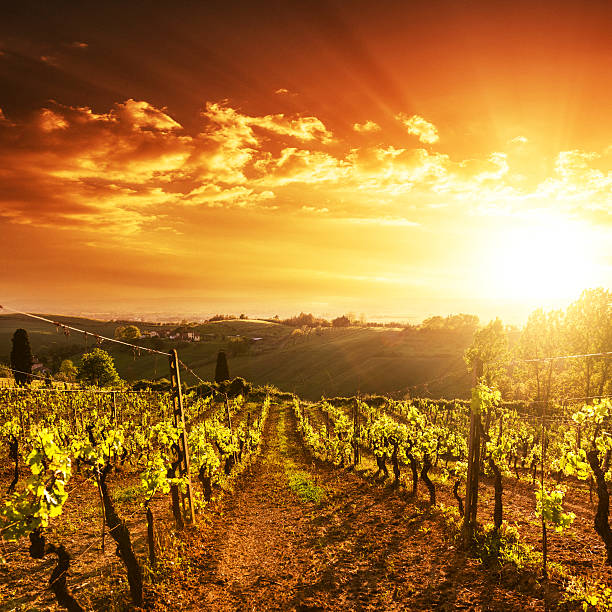 vigneto paesaggio al tramonto - vineyard sonoma county california panoramic foto e immagini stock