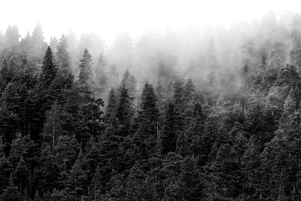 istock autumn landscape with Fog 481070905