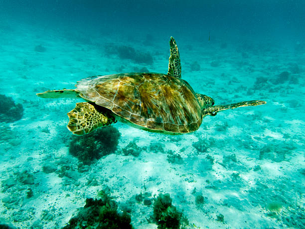 Nestor Green Sea Turtle de soleil mer des Caraïbes. - Photo
