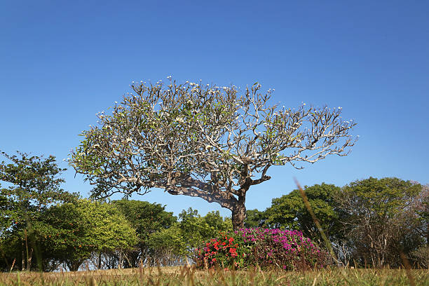 istock Green park outdoor 481072548