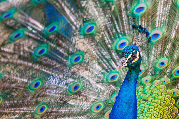 istock Portrait of beautiful peacock with open tail 481072562