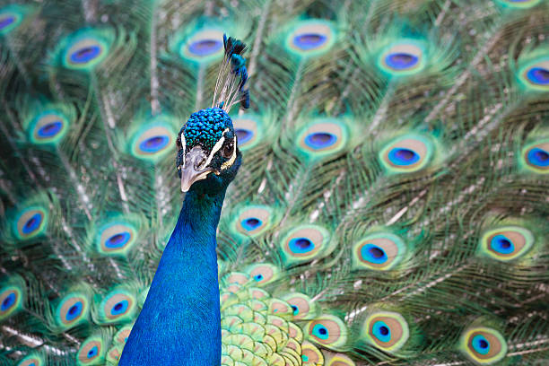 istock Portrait of beautiful peacock with open tail 481072656