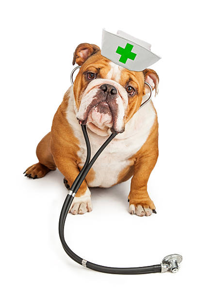 istock Bulldog Nurse With Stethoscope 481072764