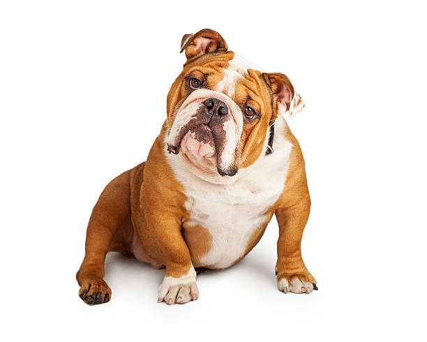 istock Inquisitive English Bulldog Sitting At An Angle 481072770