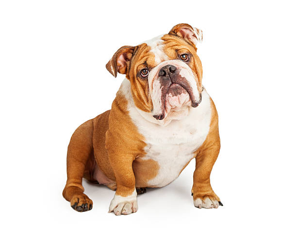 istock Adorable English Bulldog Looking Into The Camera 481072832