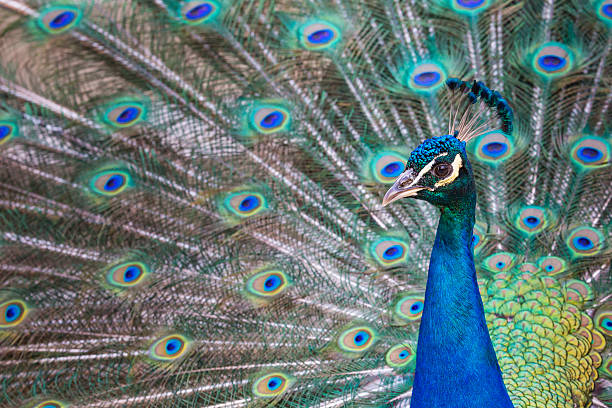 istock Portrait of beautiful peacock with feathers out 481073242