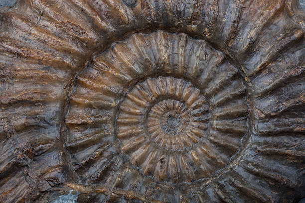 istock ammonite Jurassic fossil 481073331