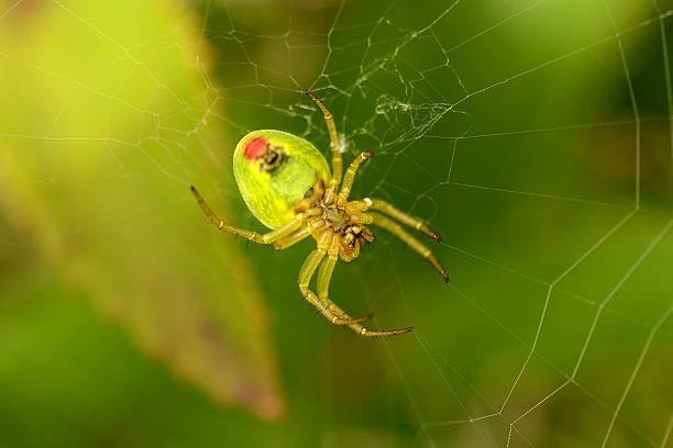 Green orb Spider stock photo