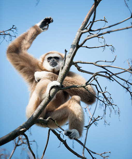 istock Lar Gibbon scratching Armpits 481074791