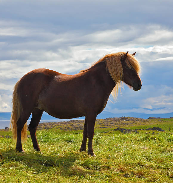 istock Farmer sleek horse 481074974