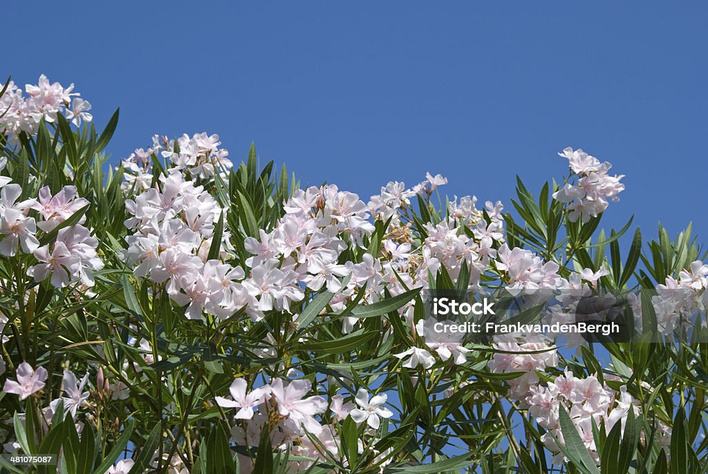 Nerium Oleander - Zbiór zdjęć royalty-free (Bez ludzi)