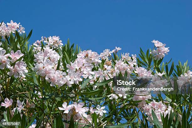 Nerium Oliandro - Fotografias de stock e mais imagens de Ao Ar Livre - Ao Ar Livre, Arbusto, Arbusto tropical