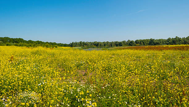 istock Wild flowers in a field in summer 481077630
