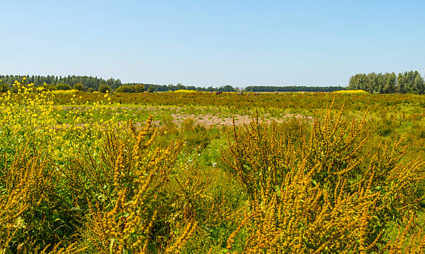 istock Wild flowers in a field in summer 481077640