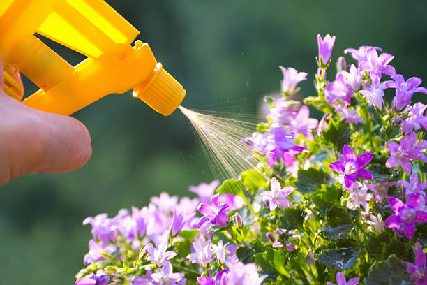 istock man's hand with a sprayer to fertilize 481077819