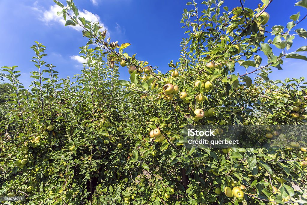Apple Tree - Lizenzfrei Neuseeland Stock-Foto