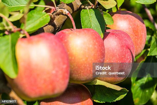 Äpfel Stockfoto und mehr Bilder von Apfel - Apfel, Apfelbaum, Apfelgarten