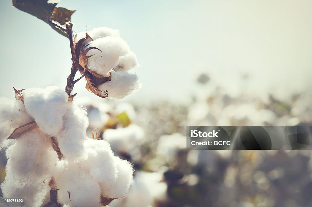 Cotton crop landscape with copy space area Cotton Plant Stock Photo