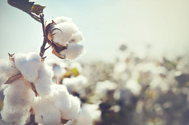 Cotton crop landscape with copy space area Cotton crop landscape with copy space area cotton stock pictures, royalty-free photos & images