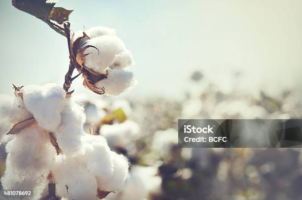 Cotton Crop Landscape With Copy Space Area Stock Photo - Download Image Now - Cotton Plant, Cotton, Agricultural Field