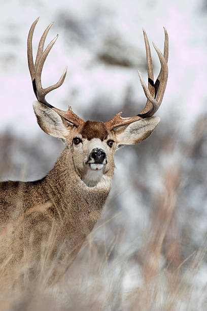 istock Wild mule deer stag portrait in snow Colorado 481078767